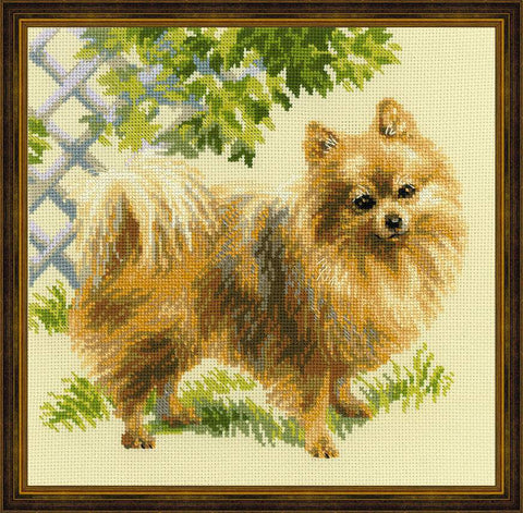 Pomeranian